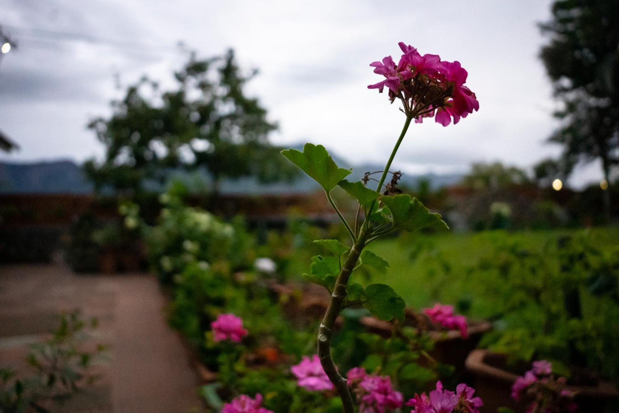 The Nest Inn Resort Masinagudi Exterior photo
